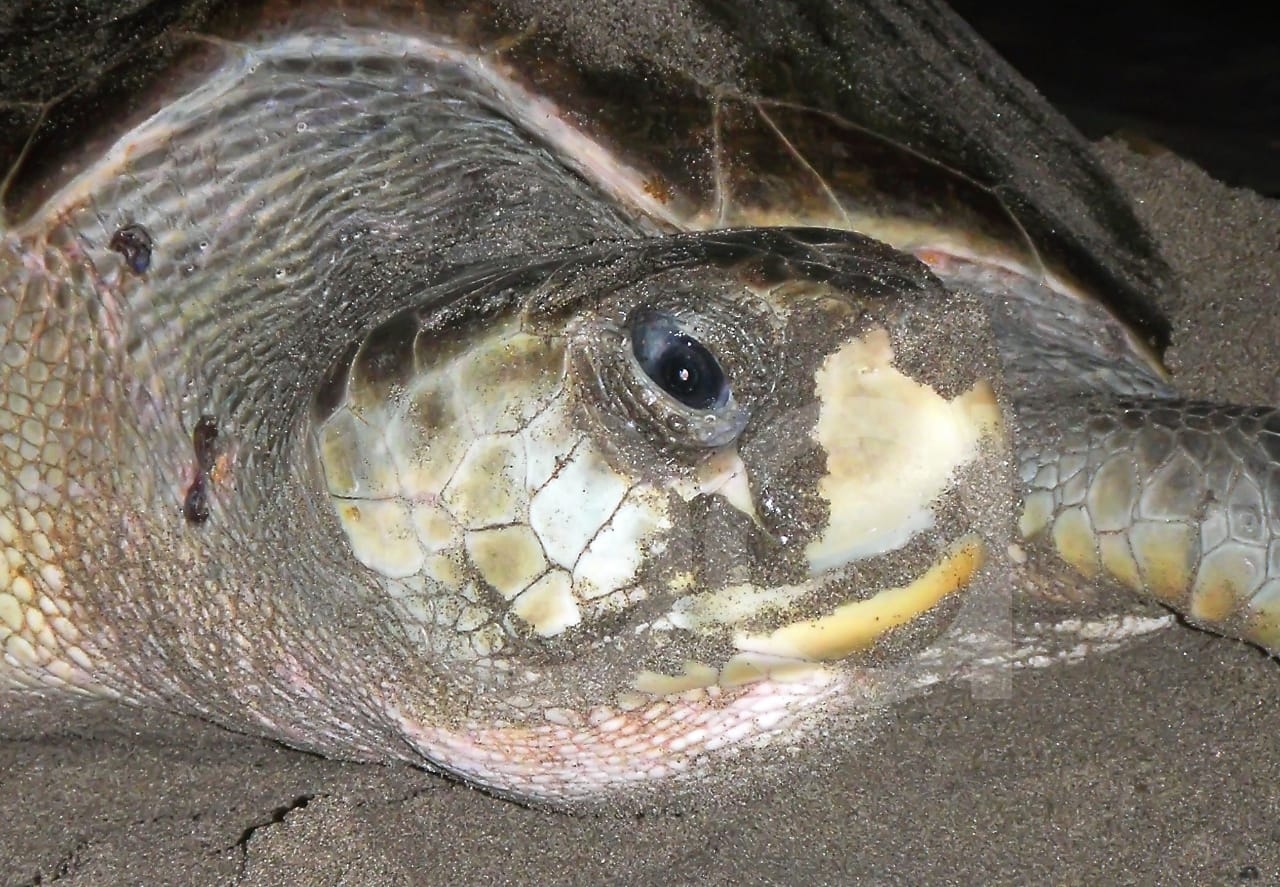 Hasta 300 mil pesos de multa por tener tortugas marinas de mascota en Ciudad del Carmen