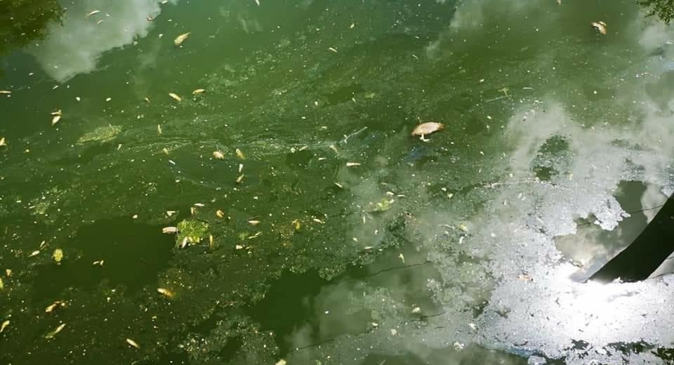 Mortandad de peces en arroyo de Bacalar podría deberse a residuos de cal