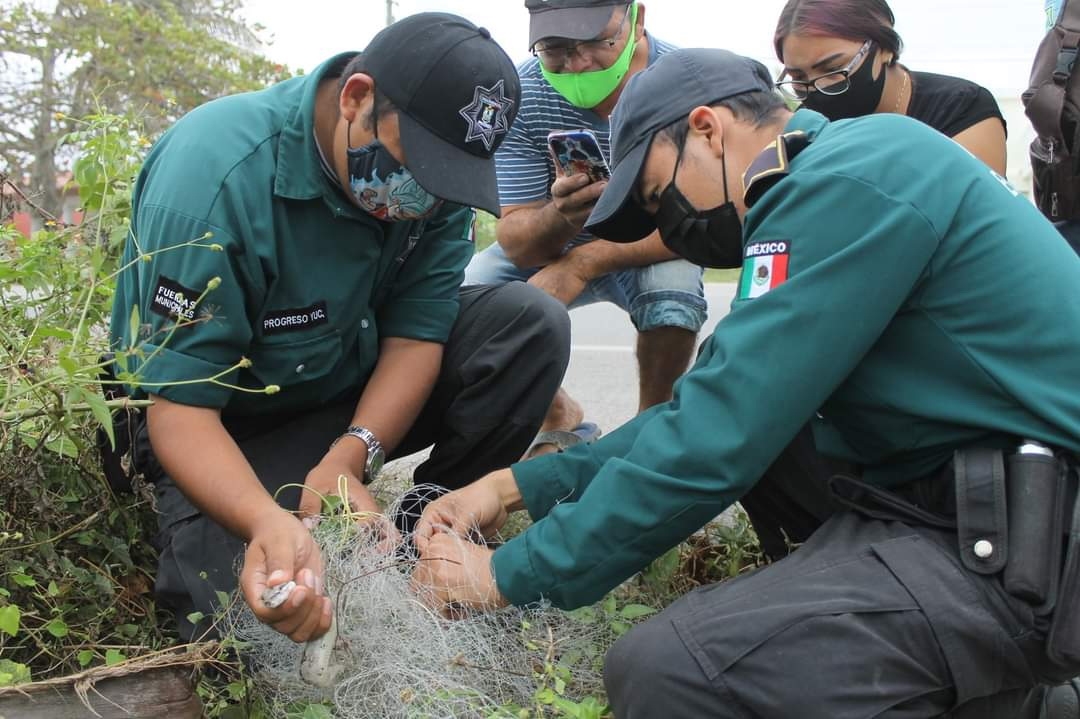 En 15 días se encontraron un par de serpientes de menor tamaño en Chicxulub