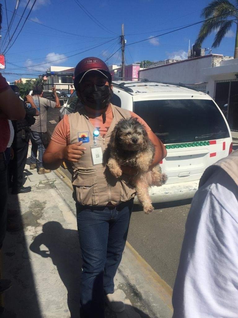 Rescatan a perrito encerrado en una camioneta en Cozumel