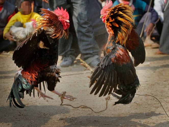 Gallo con navaja atada a su pata, mata a su dueño en la India