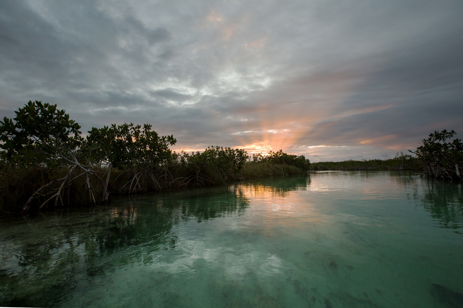 Quintana Roo, con la extensión más grande de manglares en México