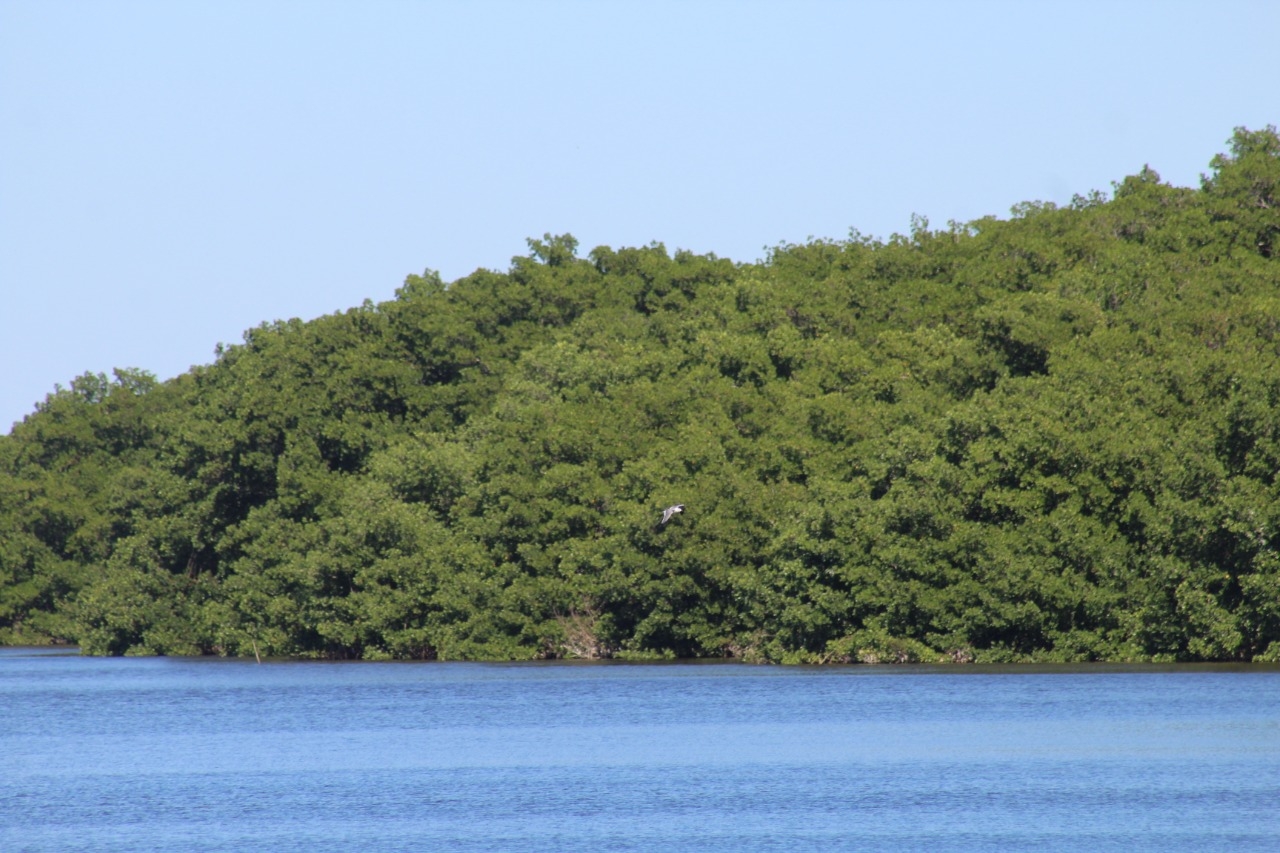 En cinco años, Campeche recuperó mil 426 hectáreas de manglar