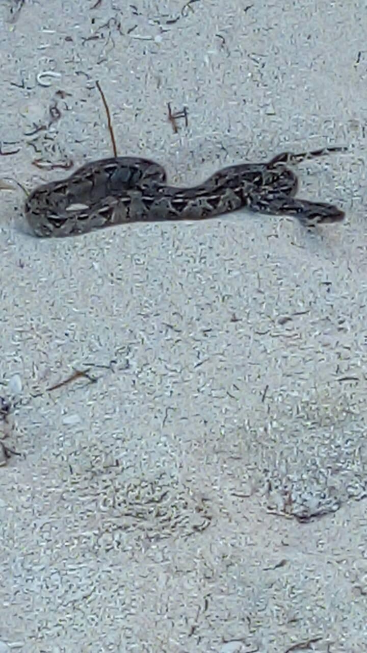 Serpiente se pasea en la playa de Chicxulub Puerto