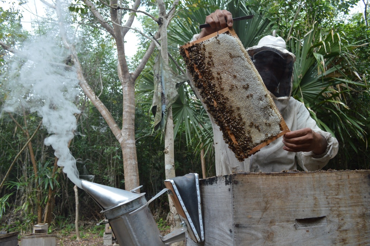 Se desploma producción de miel en Quintana Roo