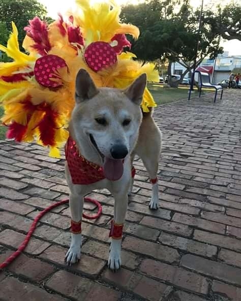 En el concurso cada mascota podrá lucirse con su mejor disfraz