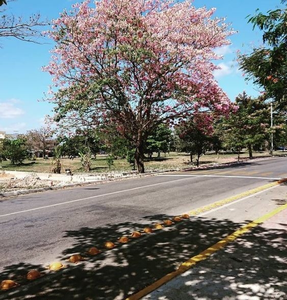 Maculis, el árbol que pinta de rosa las calles de Mérida