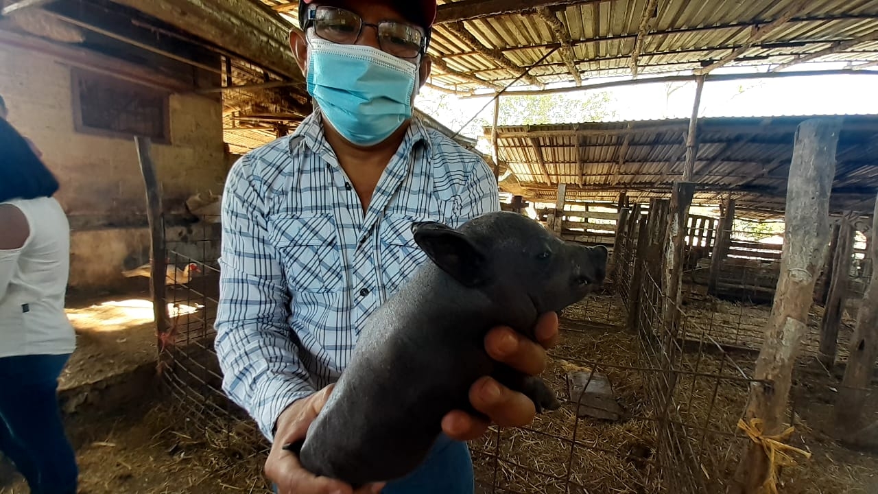 Granja 'El Hormiguero' busca rescatar al cerdo pelón en Tizimín