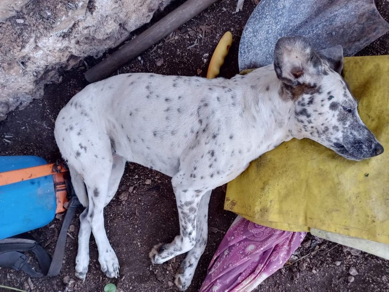 El número de perros muertos podría aumentar, ya que se dejó un plato con comida