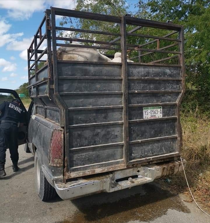 Vinculan a proceso a ladrón de ganado en Buctzotz