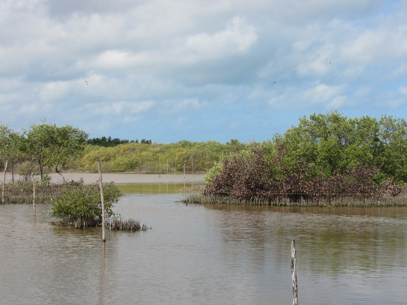 Invasores toman terrenos del mangle en Río Lagartos