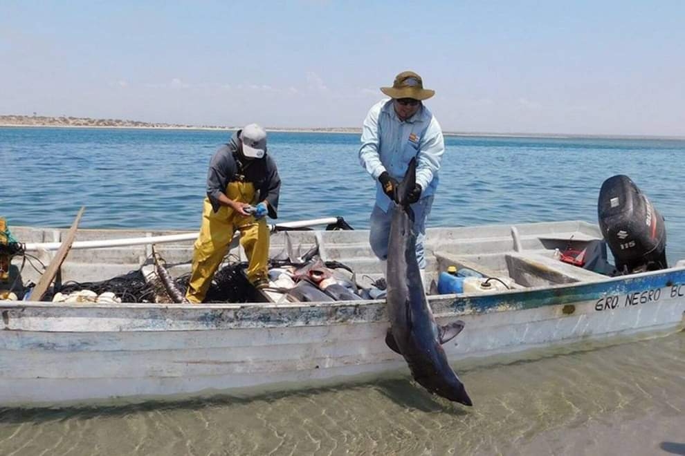 La pesca ilegal de tiburones se castiga con años de prisión