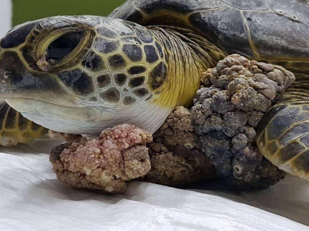 Preocupa incremento de tortugas muertas halladas en las costas de Yucatán