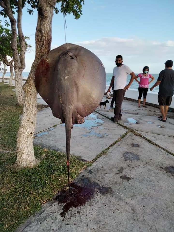 Exhiben mantarraya capturada en Boulevard Bahía de Chetumal