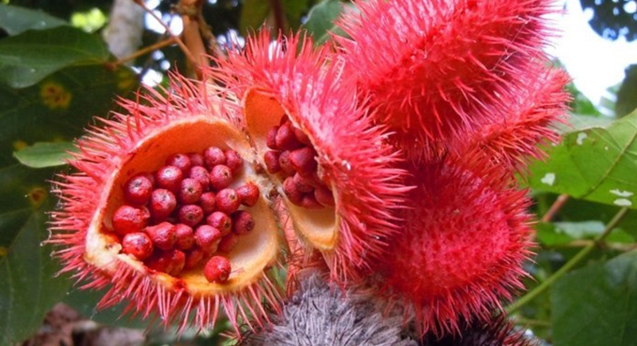 Achiote, la planta sagrada de los mayas relacionada con la sangre