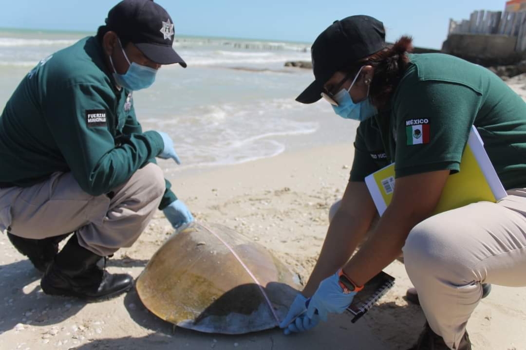 La Policía Ecológica ha tenido actividad en esta semana