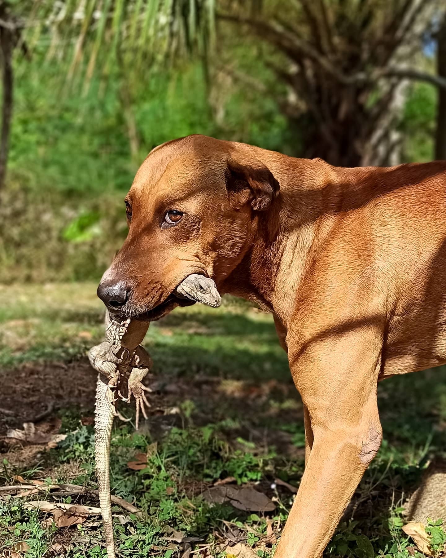 Perro yucateco 'caza' un tolok y se vuelve viral en redes sociales