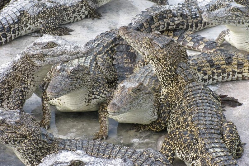 Estudian posible hibridación de cocodrilos en Quintana Roo