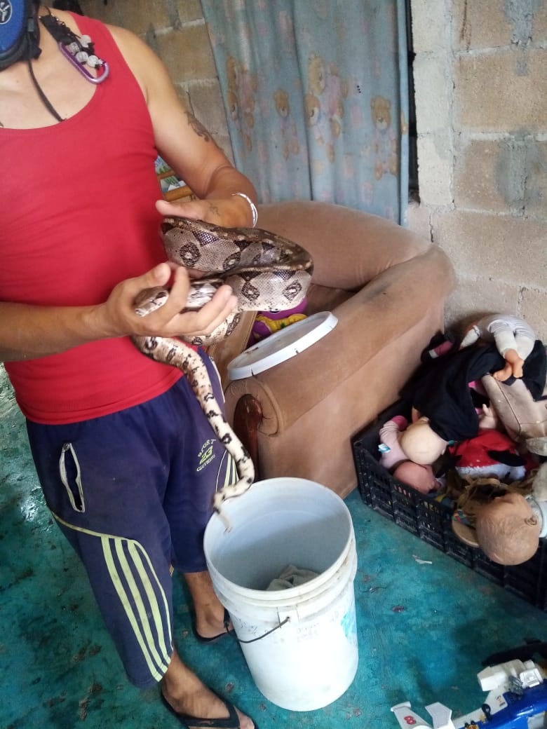 Capturan a dos serpientes dentro de una casa y un auto en Progreso