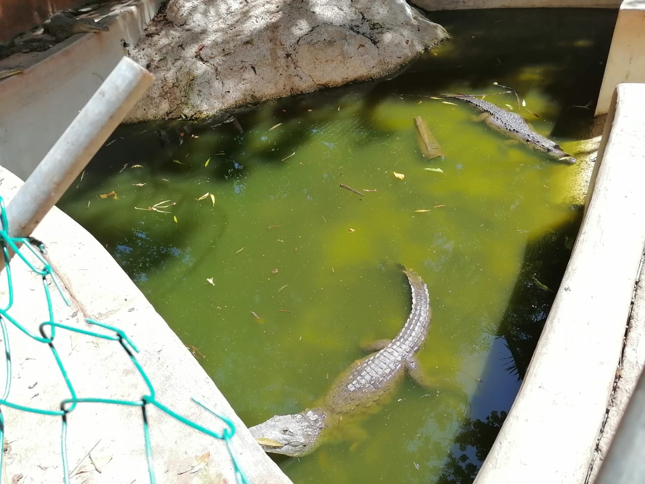 Disputa de terrenos de Croco Cun afecta salud de animales en Puerto Morelos