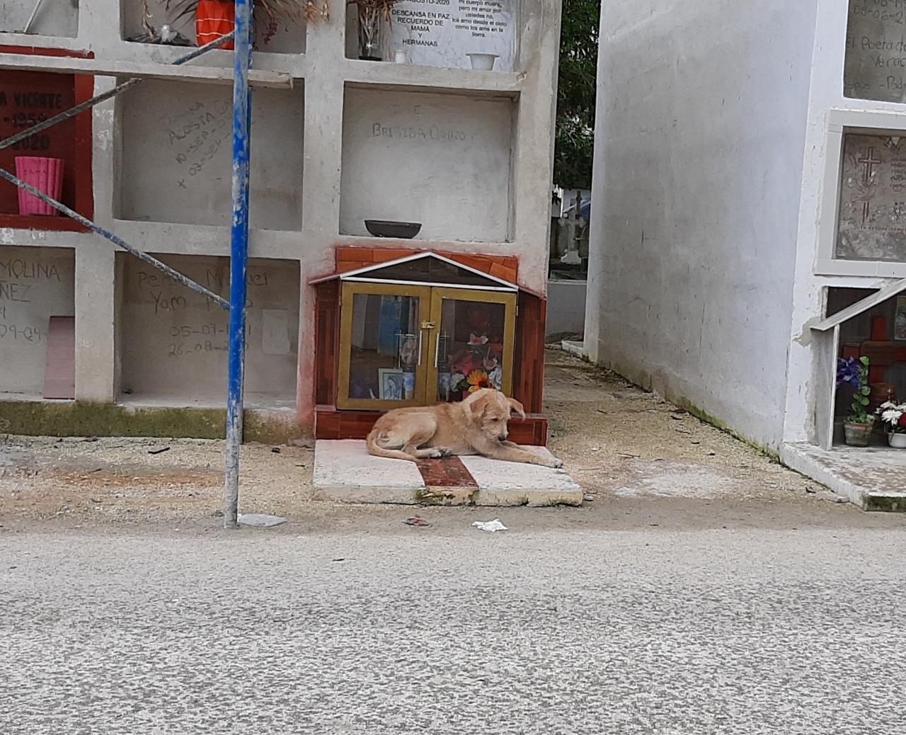 Vecinos de la colonia evitan esterilizar a sus mascotas poniendo muchas excusas