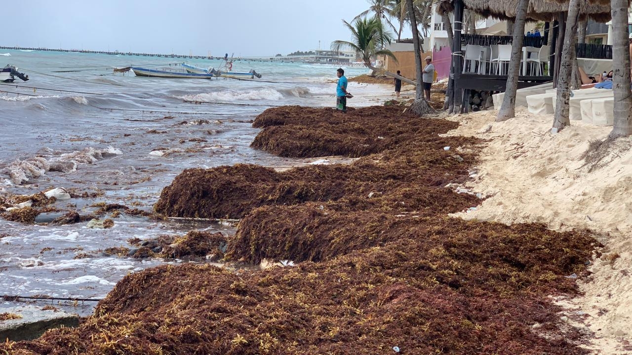 Sargazo llegará en gran cantidad en mayo a la Riviera Maya: Inapesca