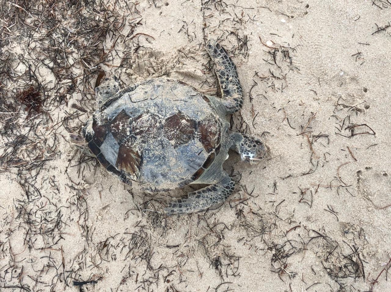 Encuentran una tortuga muerta en la playa de Progreso