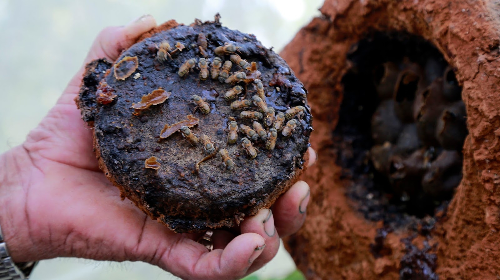 Sacerdotes buscan rescatar a la 'Abeja Sagrada Maya' en Hunucmá