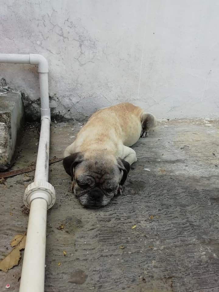 El cachorro es de la raza Pug