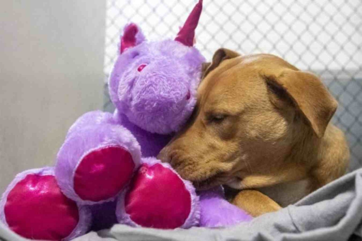 La tierna historia de un perro enamorado de un unicornio: FOTOS