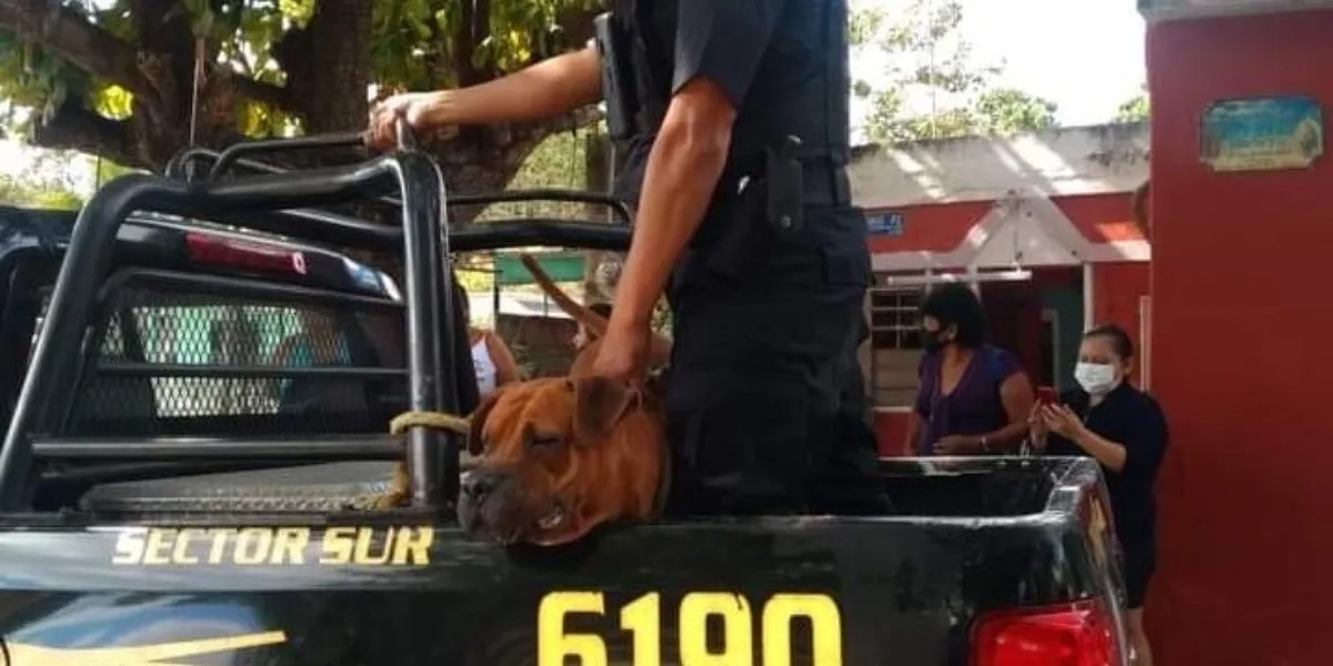 Investigan presunta banda secuestradora de perros en Mérida