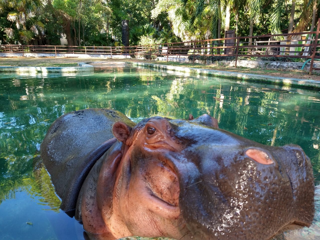 Jardín Zoológico Payo Obispo reabre sus puertas en Chetumal