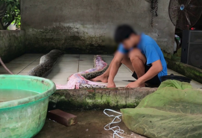 Un trabajador despellejando a una serpiente pitón