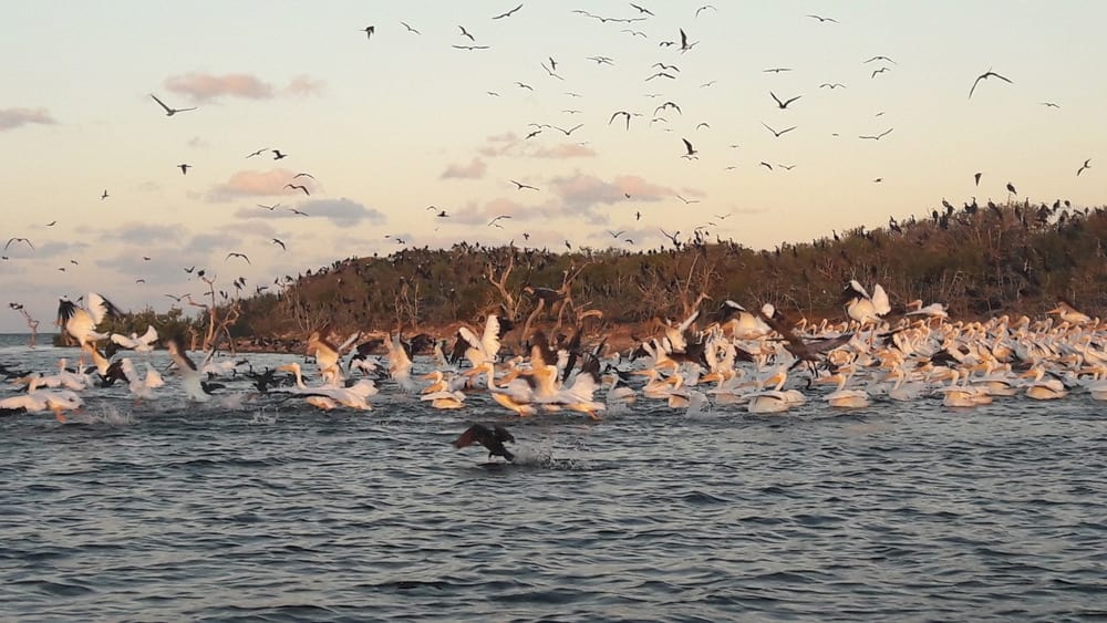 San Felipe, el escenario natural de las aves en el oriente de Yucatán