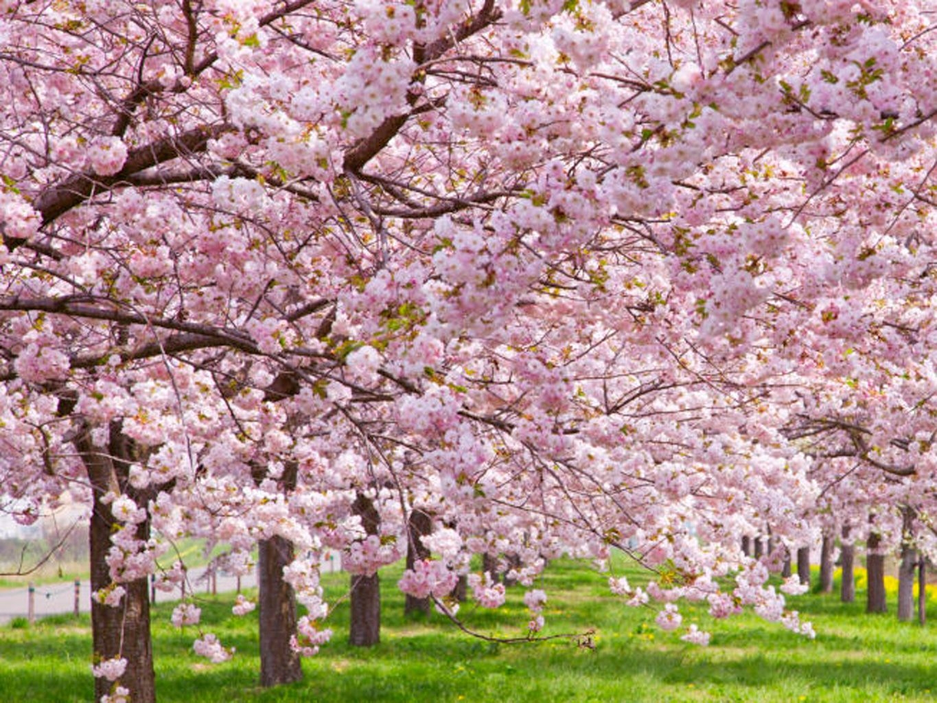 La flor de cerezo: belleza efímera