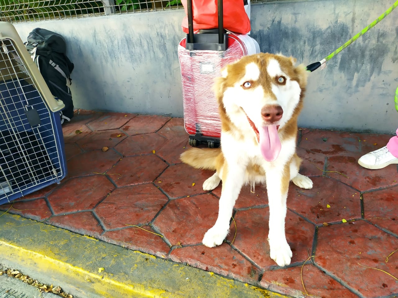 Familia viaja con perro Husky desde Sonora a Ciudad del Carmen