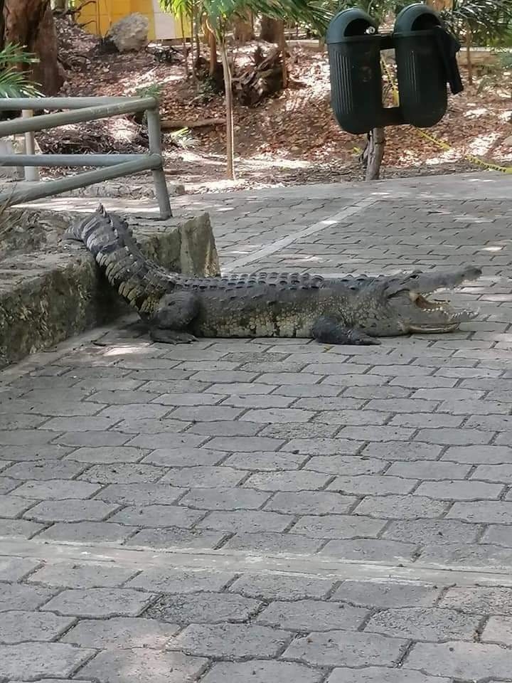 Cocodrilo sale de su estanque y asombra a visitantes del Parque Ecológico de Chetumal