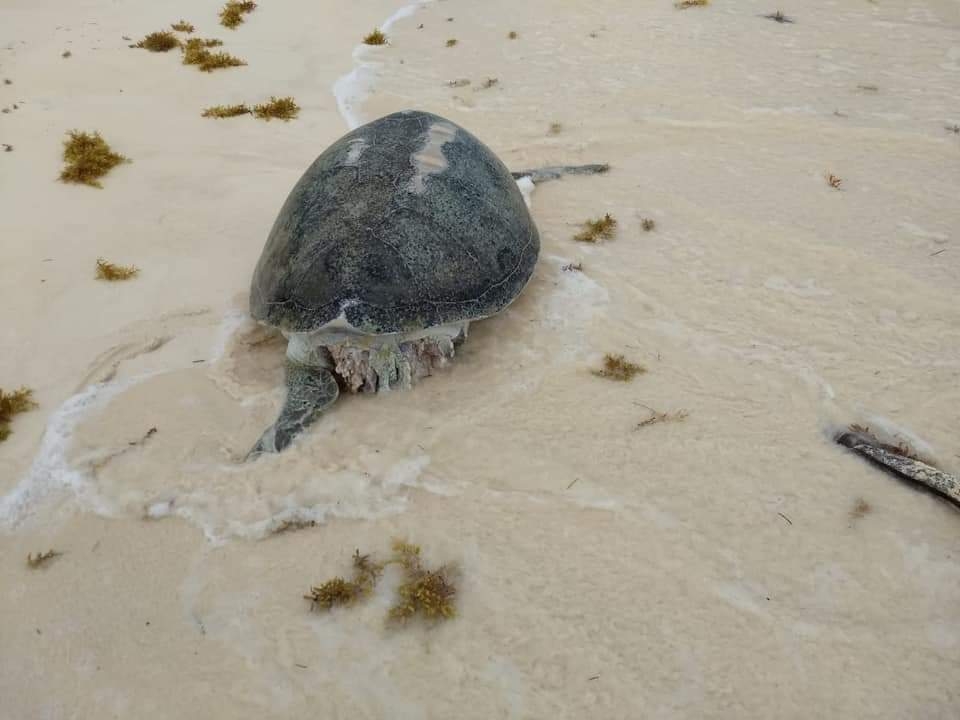 Hallan tortuga desmembrada en las costas de Mahahual