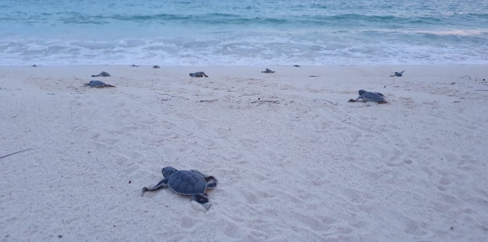 Liberan más de 8 mil crías de tortuga en lo que va de la temporada 2021 en Cozumel