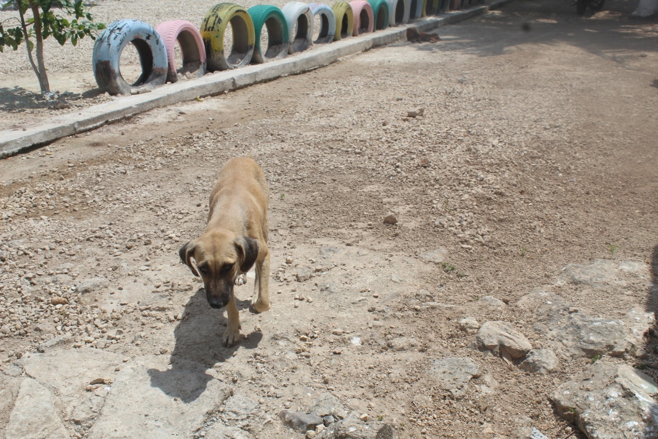 Albergue canino de la comunidad de Huay-Pix, sin recursos para mantener a los animales