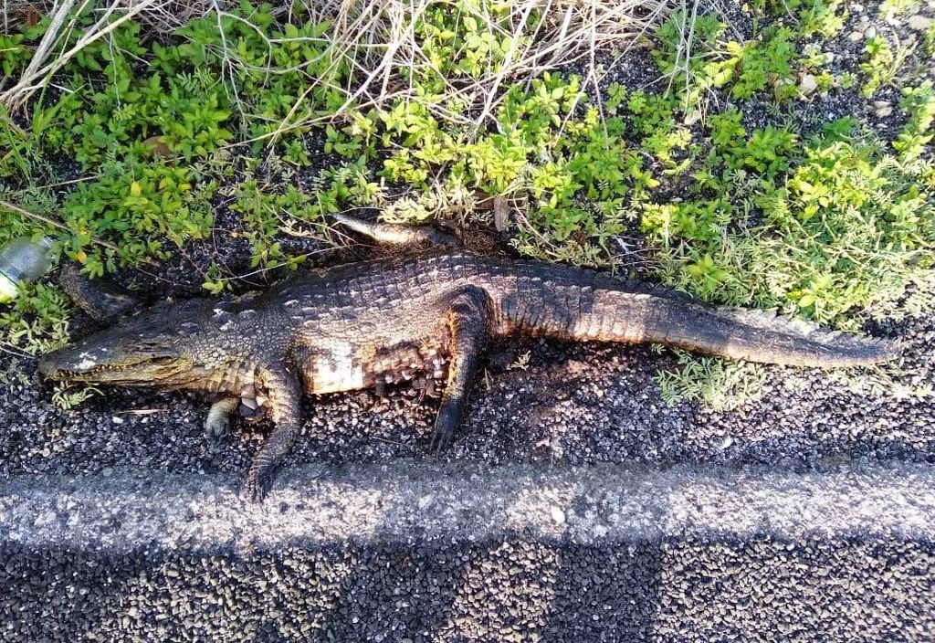 Hallan a tres lagartos muertos en la carretera José María Morelos-Dziuché