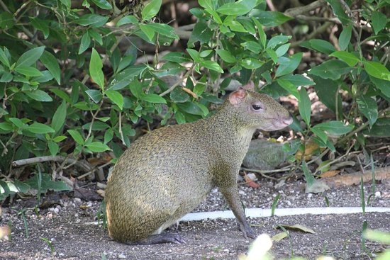 El sereque es un mamífero con un tamaño mediano el cual, vive desde regiones de México hasta Sudamérica