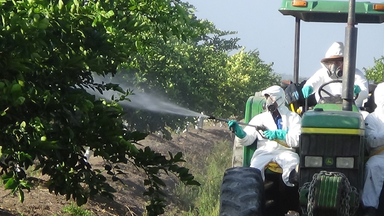 Productores de cítricos buscan exportar sus productos fuera de Quintana Roo