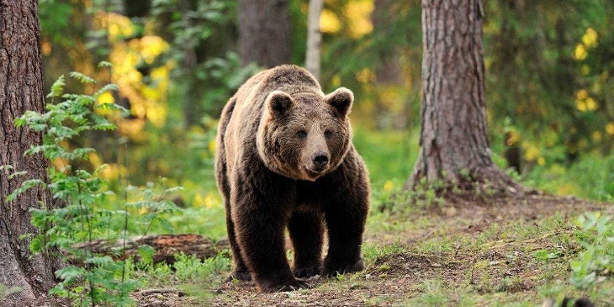 El oso fue captado en área de protección de vida silvestre en Carolina del Norte