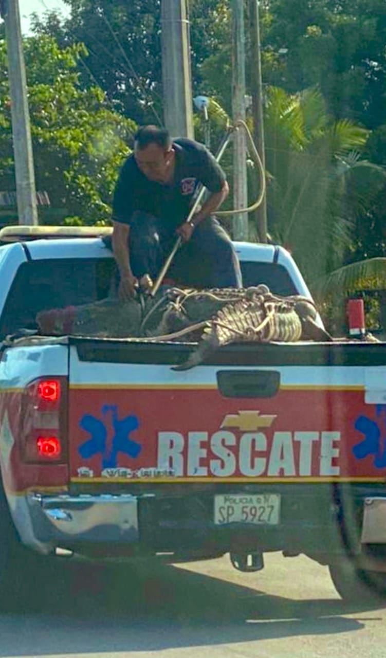 Bomberos rescatan a un cocodrilo en la comunidad de XulHa de Othón P. Blanco