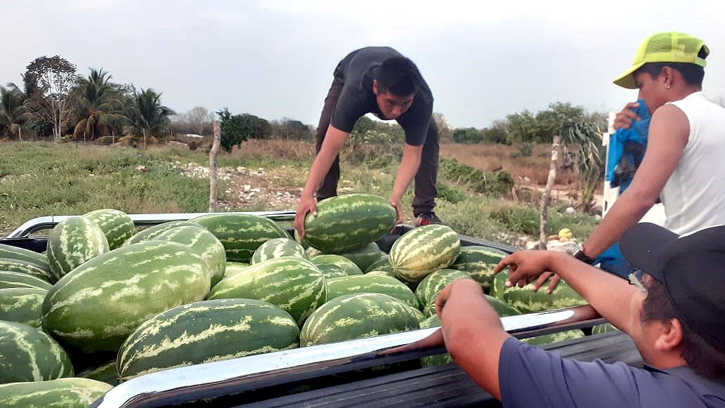 Productores de sandía registran buenas ventas en Hunucmá