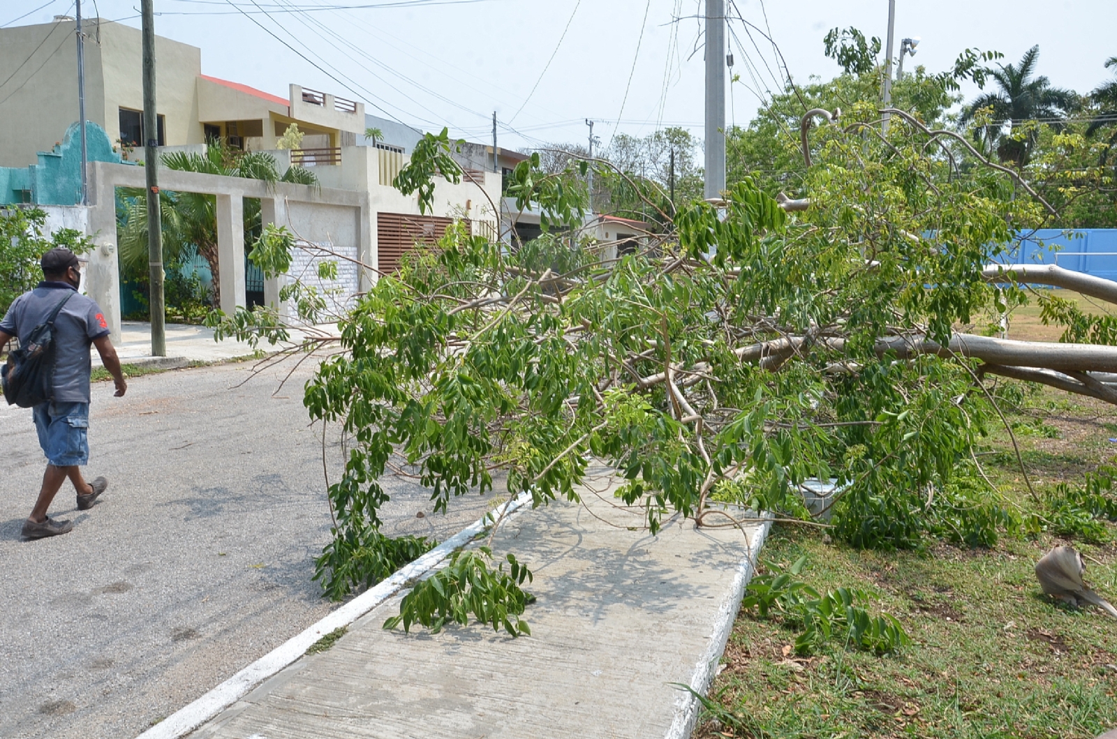 Ayuntamiento ignora recoja de árboles caídos en la avenida Mérida 2000