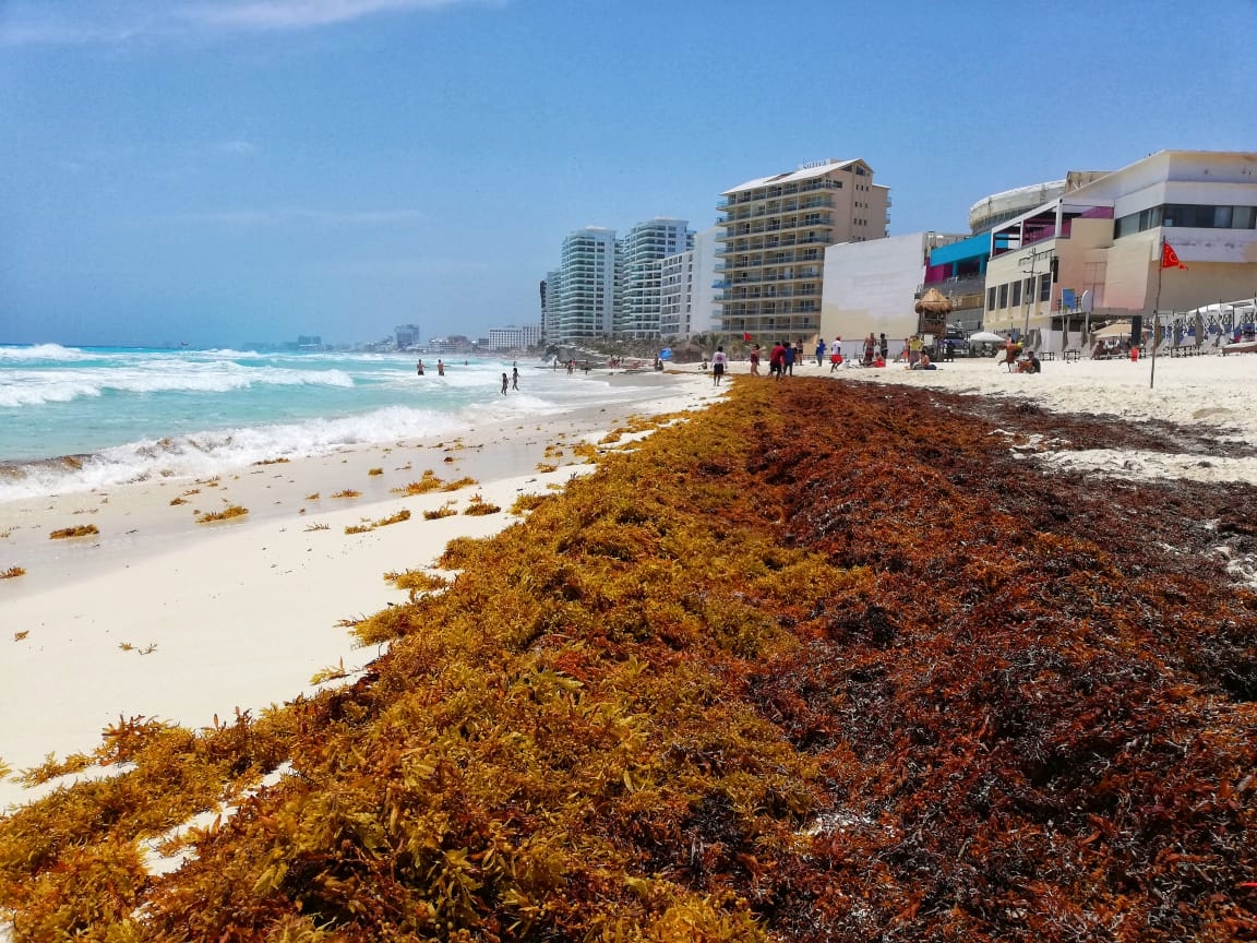 El sargazo que recala en las playas de Cancún