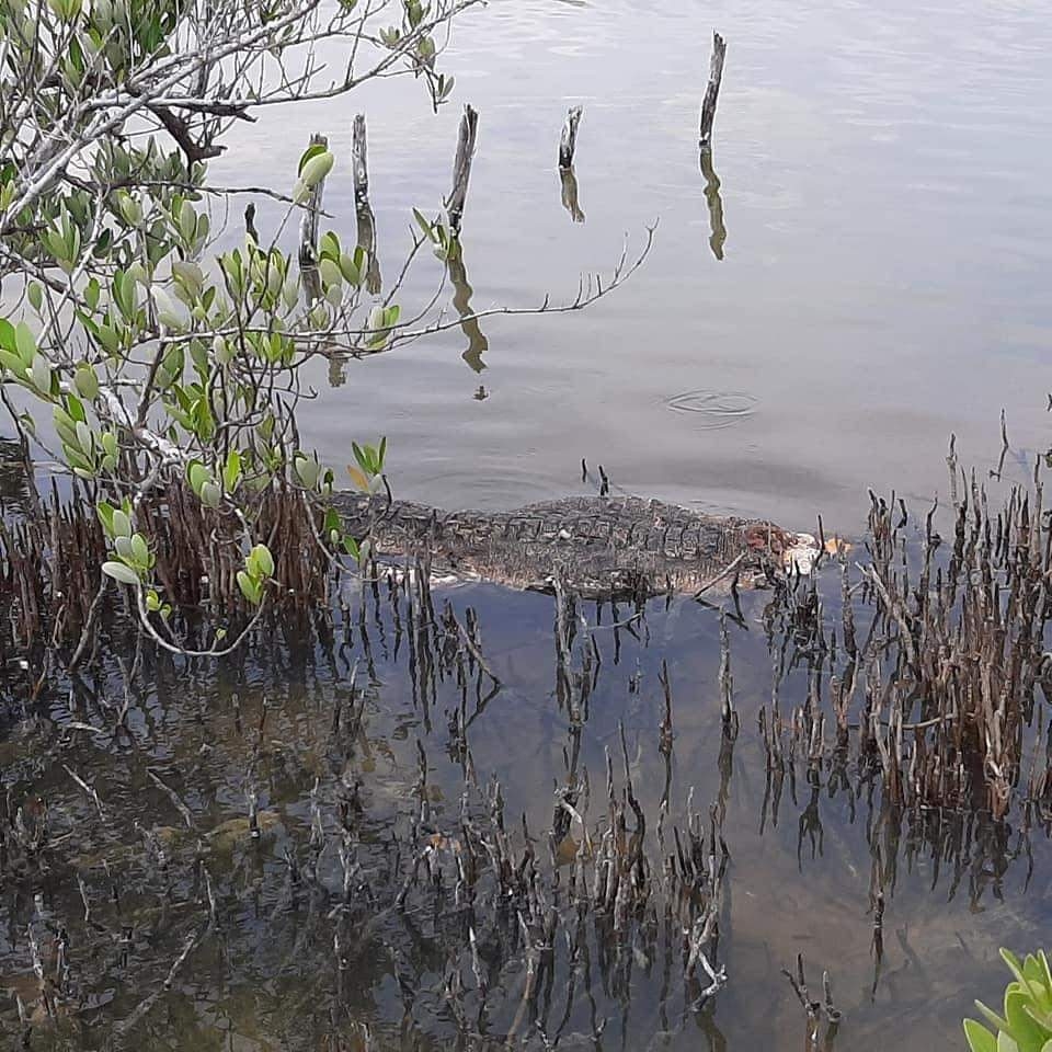 Ciudadanos dijeron haber visto una camioneta por el área del manglar dejando desperdicios