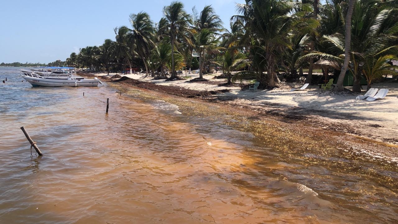 Detienen limpieza de playas en la Costa Maya pese al Día Mundial de la Tortuga Marina